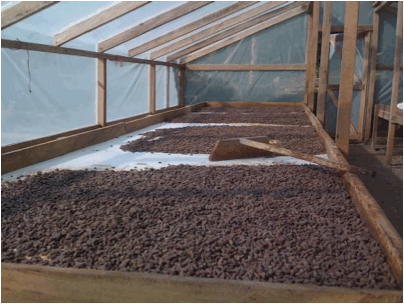 Kakao, Anbau, Honduras